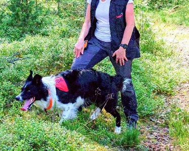 Bordercollien Aske tränar sök med matte Cilla