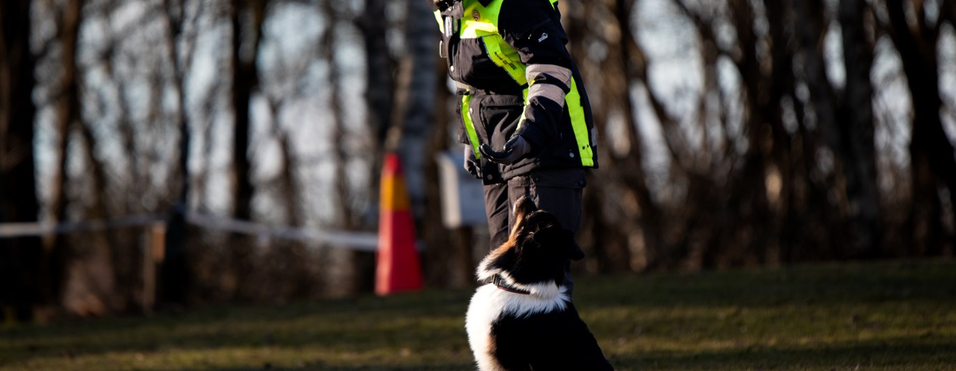 Hund som sitter bredvid sin förare