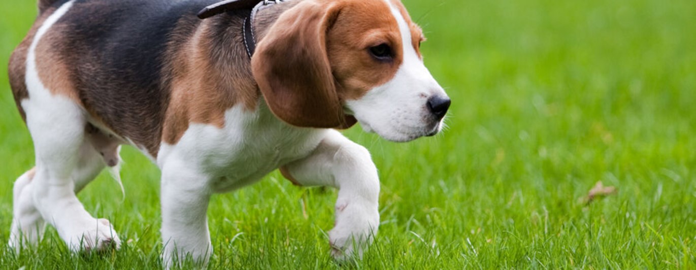 Närbild på beaglevalp på gräs