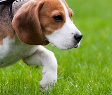 Närbild på beaglevalp på gräs