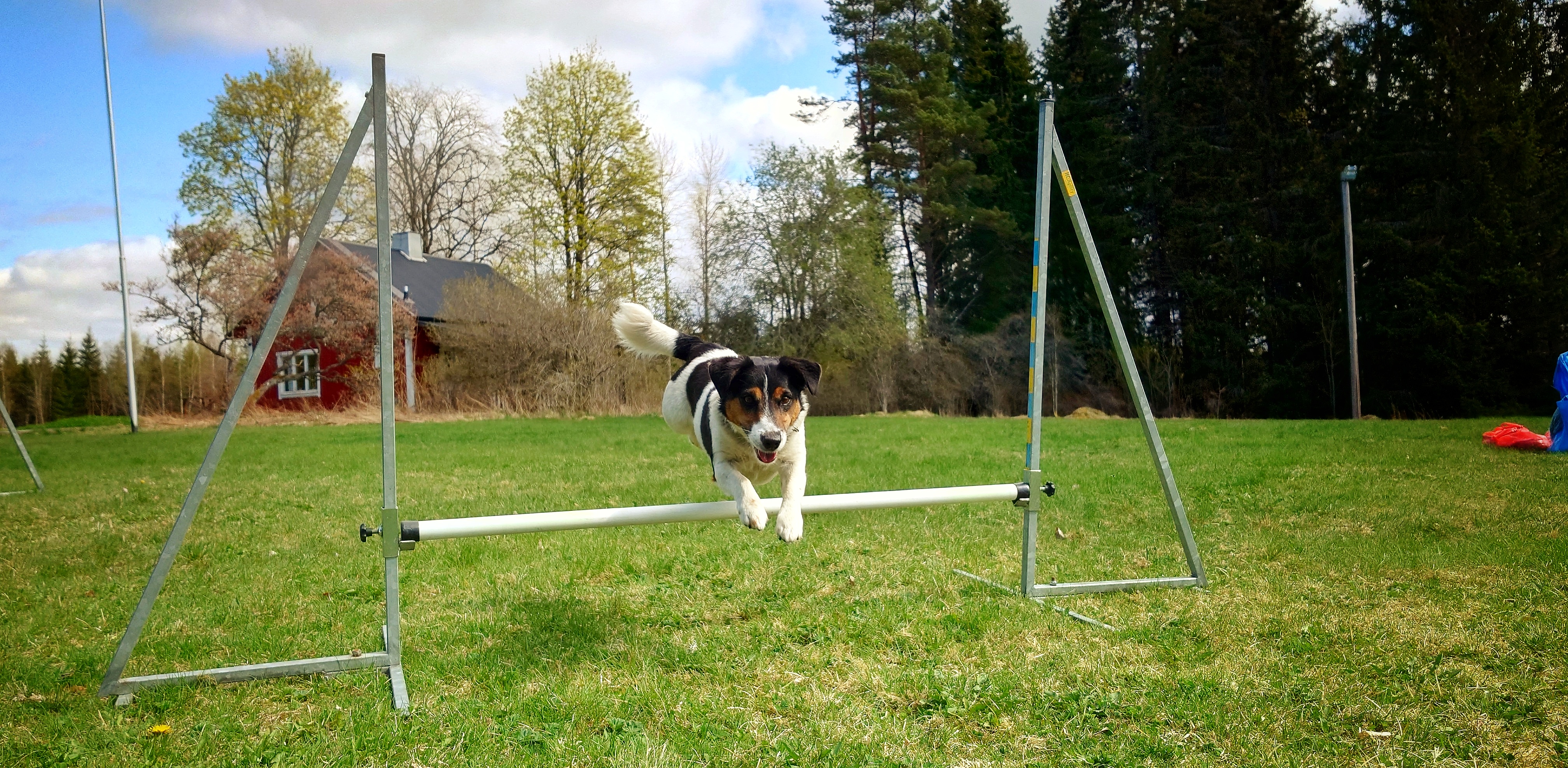 agility hoppande hund
