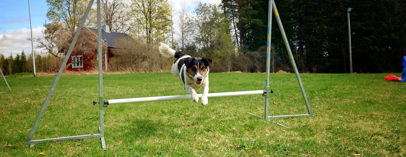 agility hoppande hund