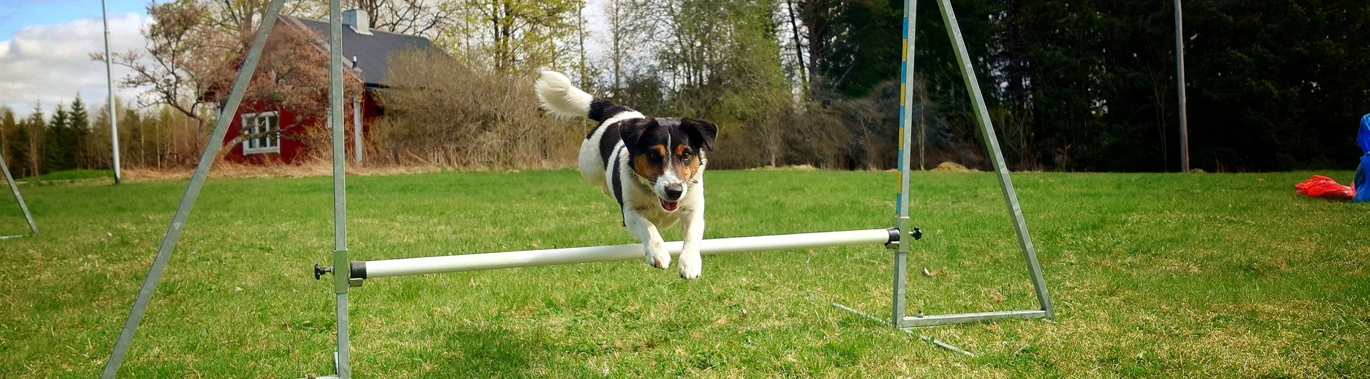 agility hoppande hund