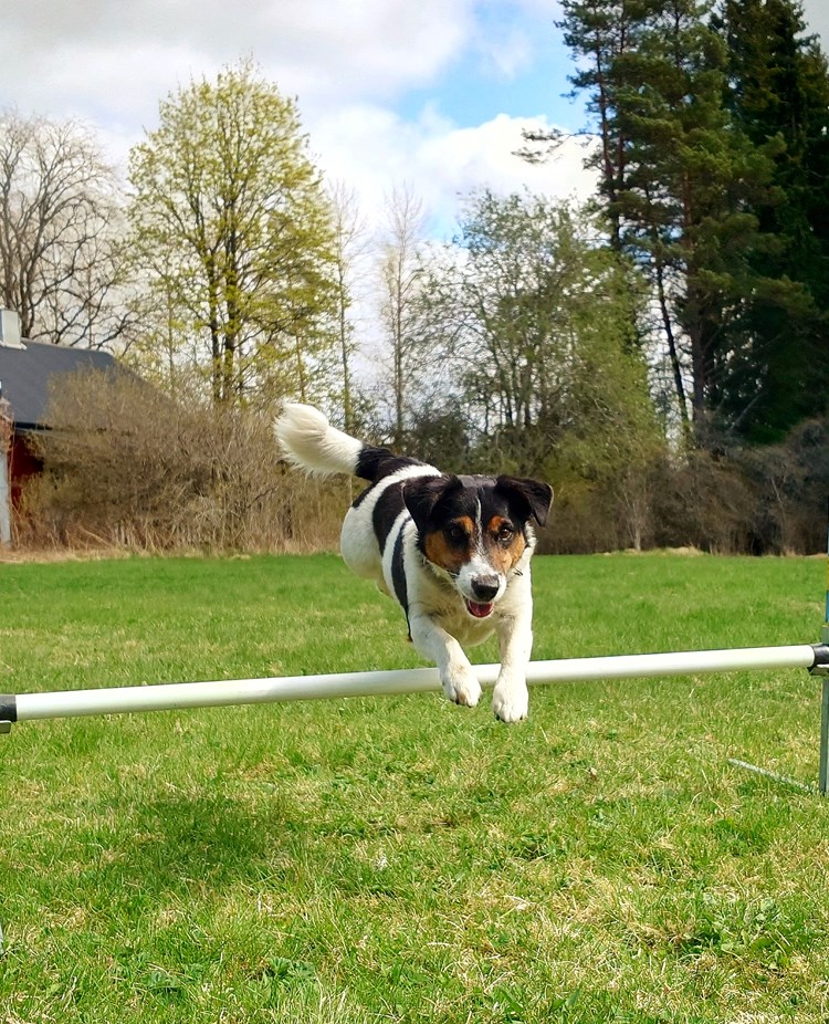 agility hoppande hund