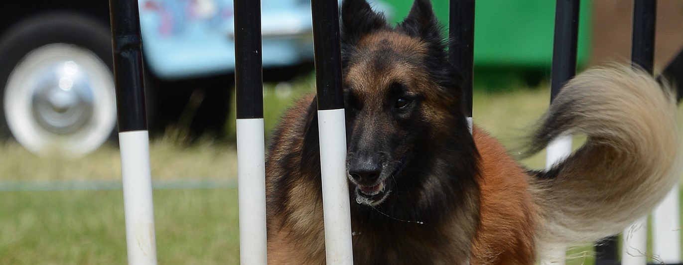 Agilityhund genom slalomhinder