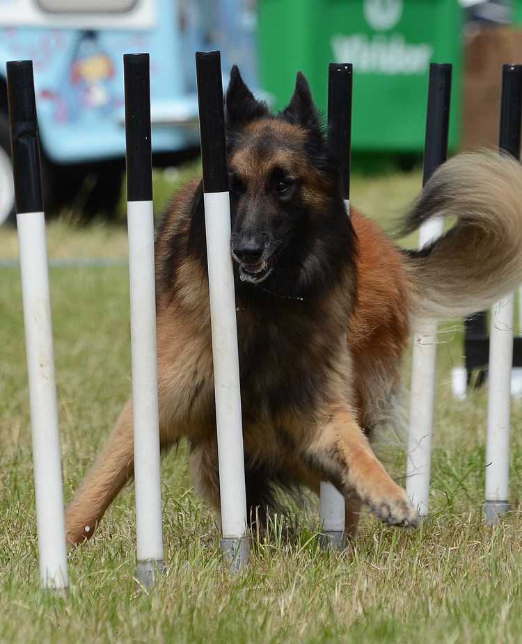 Agilityhund genom slalomhinder