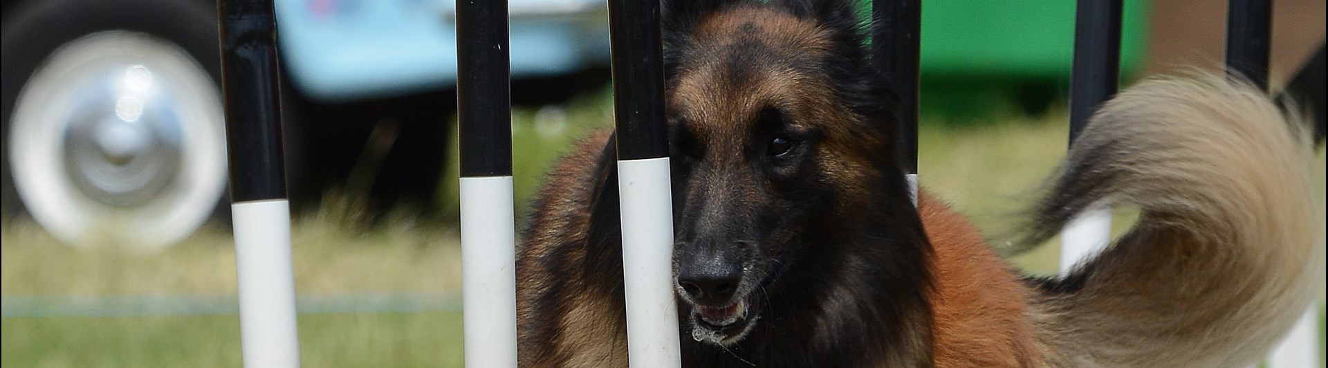 Agilityhund genom slalomhinder