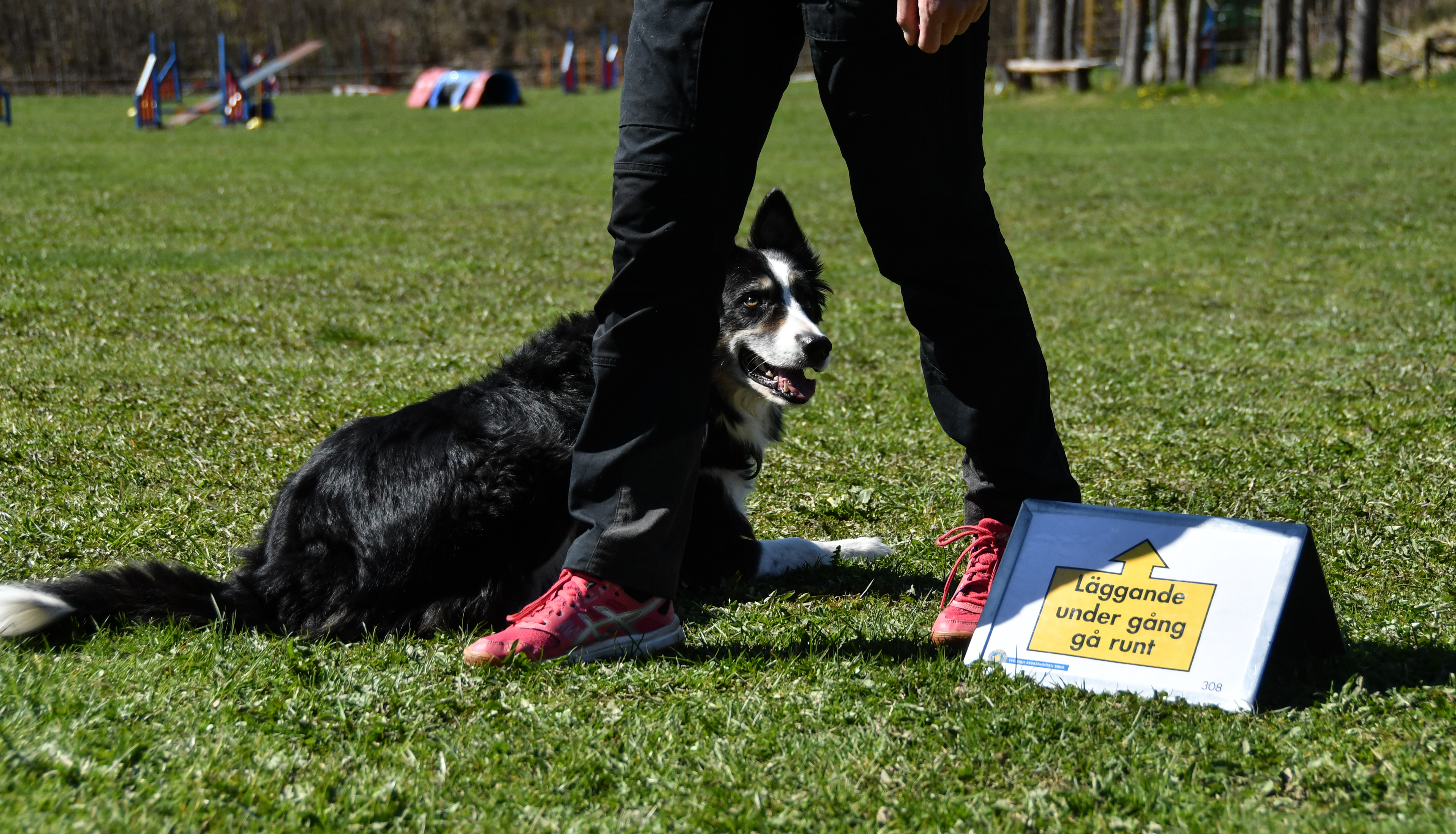 Bild på border collie som utför momenten "Läggande under gång, gå runt"