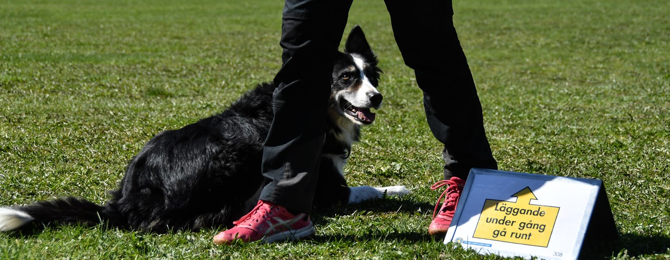 Bild på border collie som utför momenten "Läggande under gång, gå runt"
