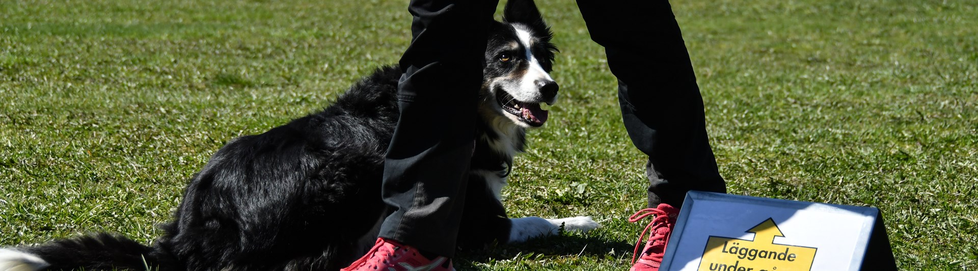 Bild på border collie som utför momenten "Läggande under gång, gå runt"