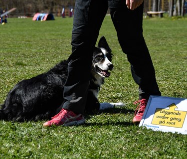 Bild på border collie som utför momenten "Läggande under gång, gå runt"