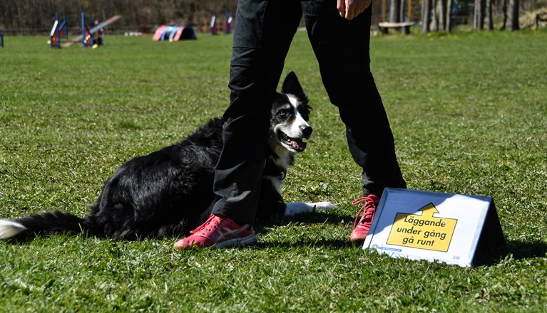 Bild på border collie som utför momenten "Läggande under gång, gå runt"