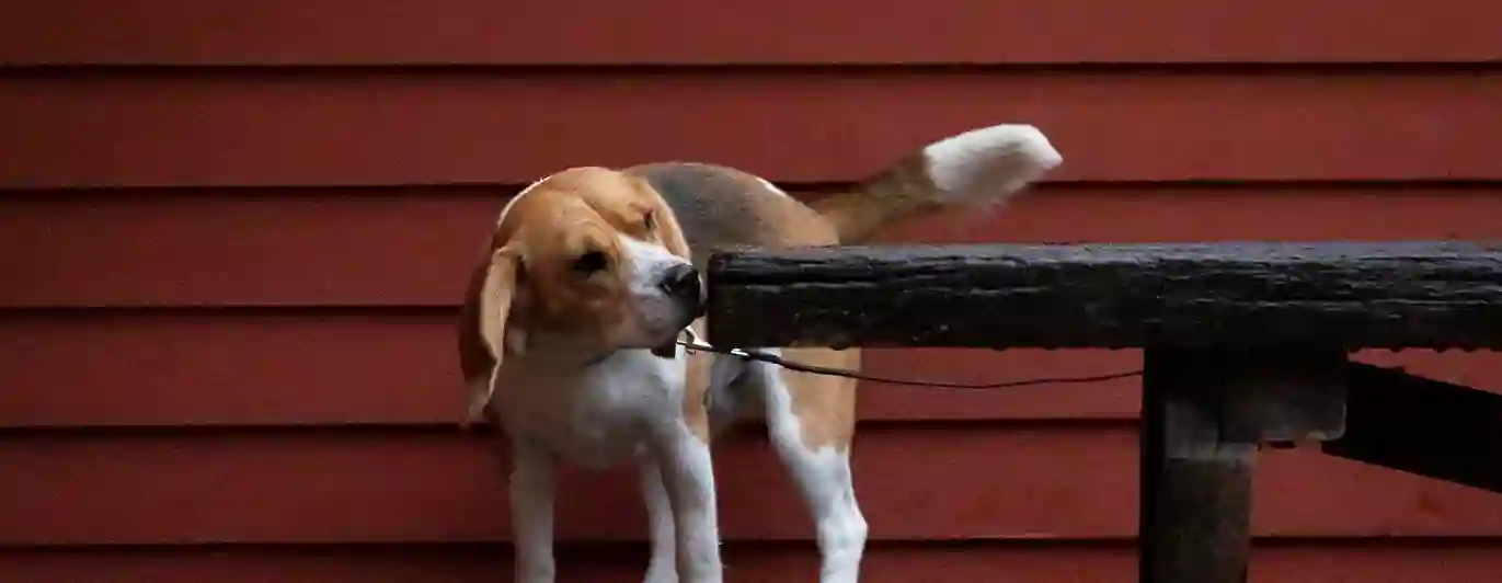 En beagle som kör nose work