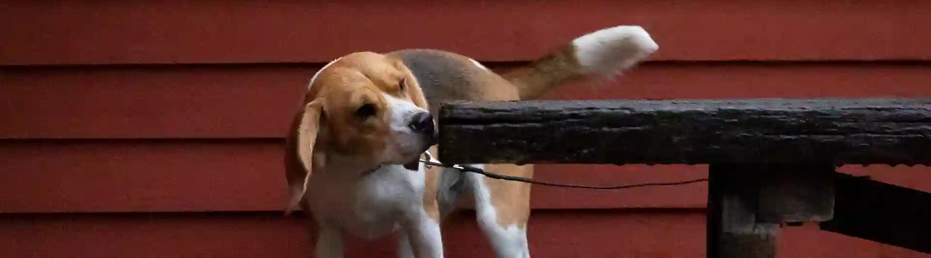 En beagle som kör nose work