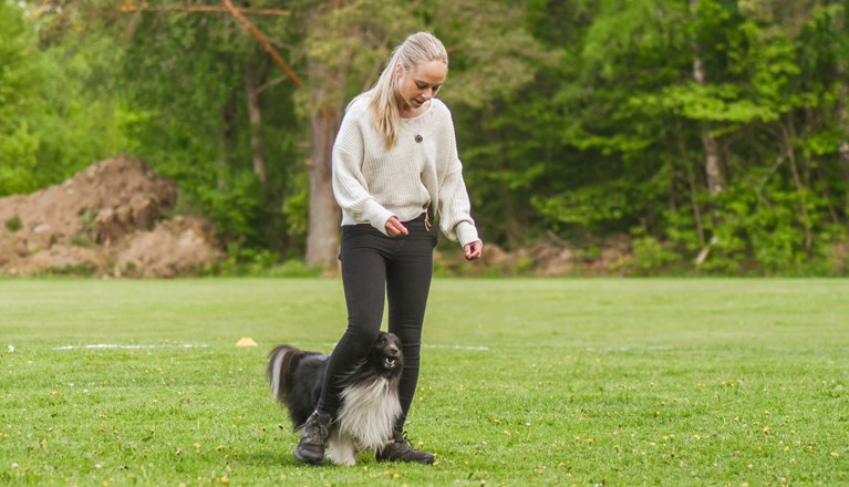 Årets Hund 2024 - Årets Nybörjare Freestyle
