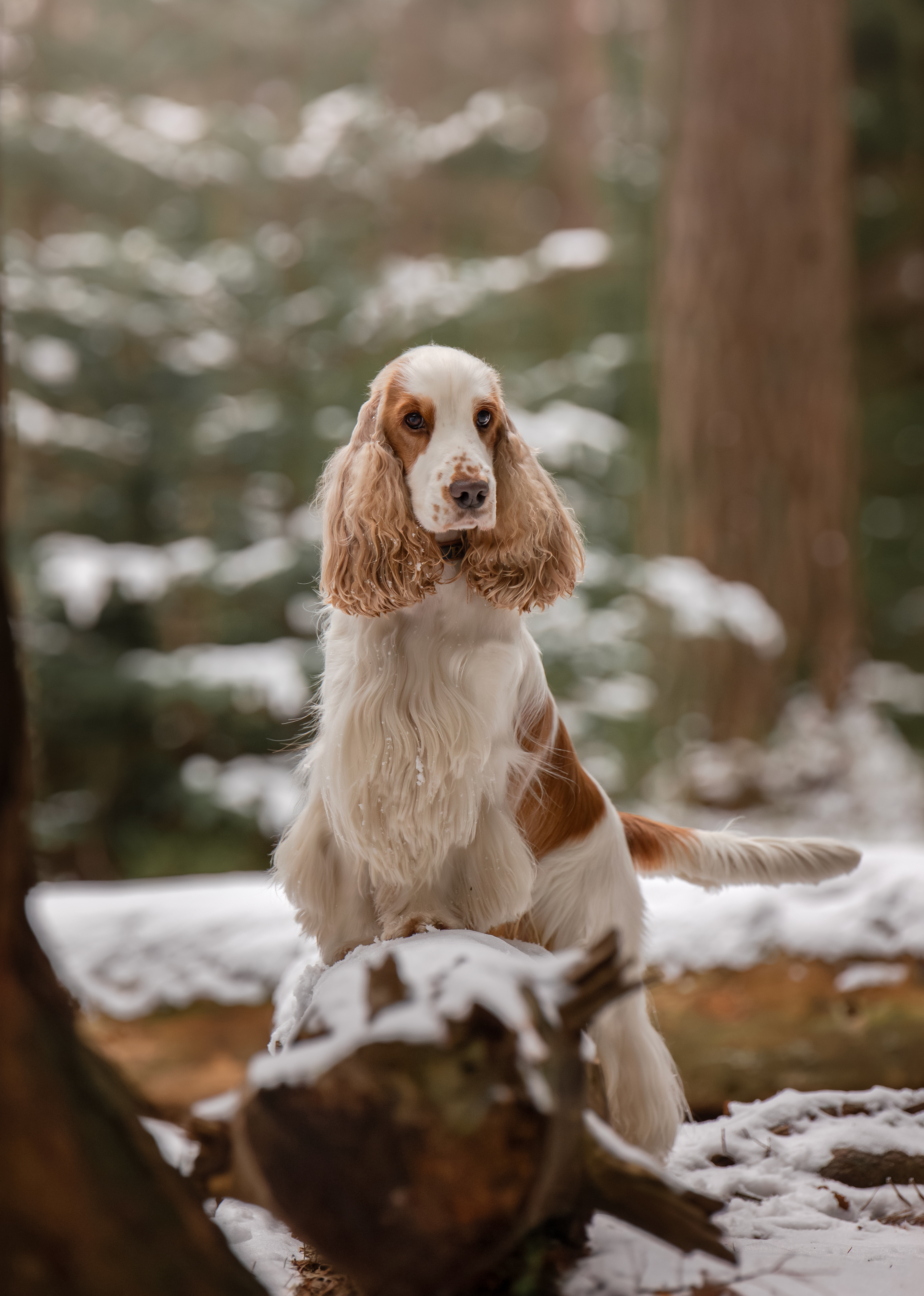 Vinterbild på en Cocker Spaniel som står med framtassarna på en stock