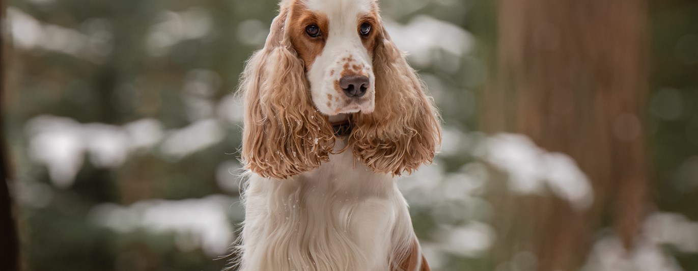 Vinterbild på en Cocker Spaniel som står med framtassarna på en stock