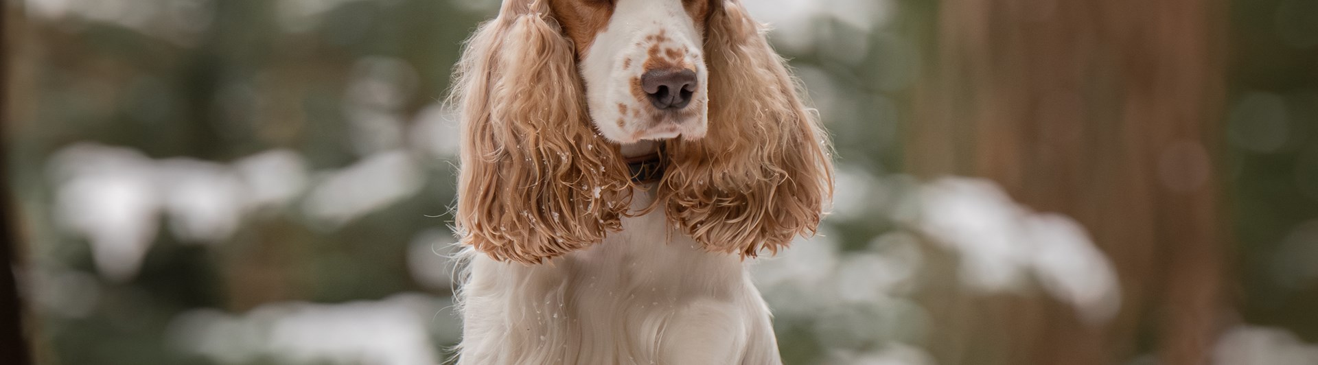 Vinterbild på en Cocker Spaniel som står med framtassarna på en stock