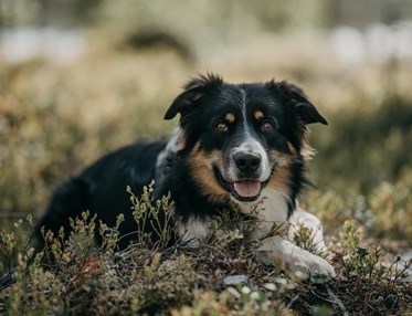 Portraits of Lapland