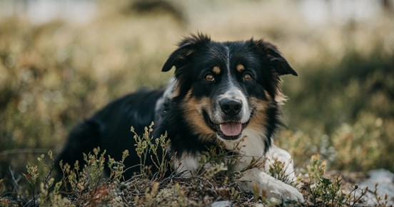 Portraits of Lapland