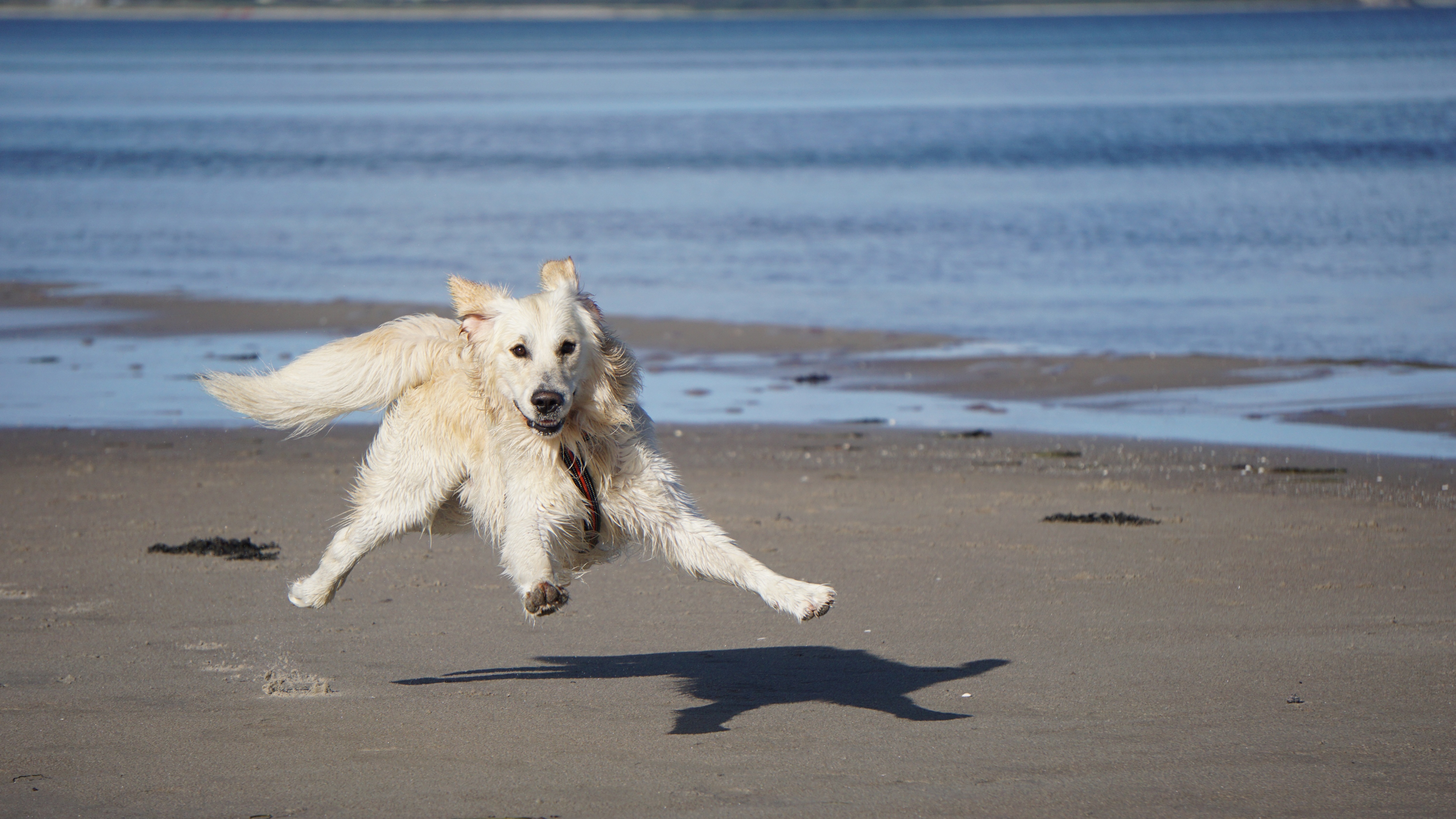 Hund på strand