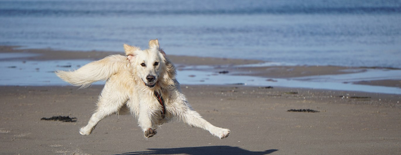 Hund på strand