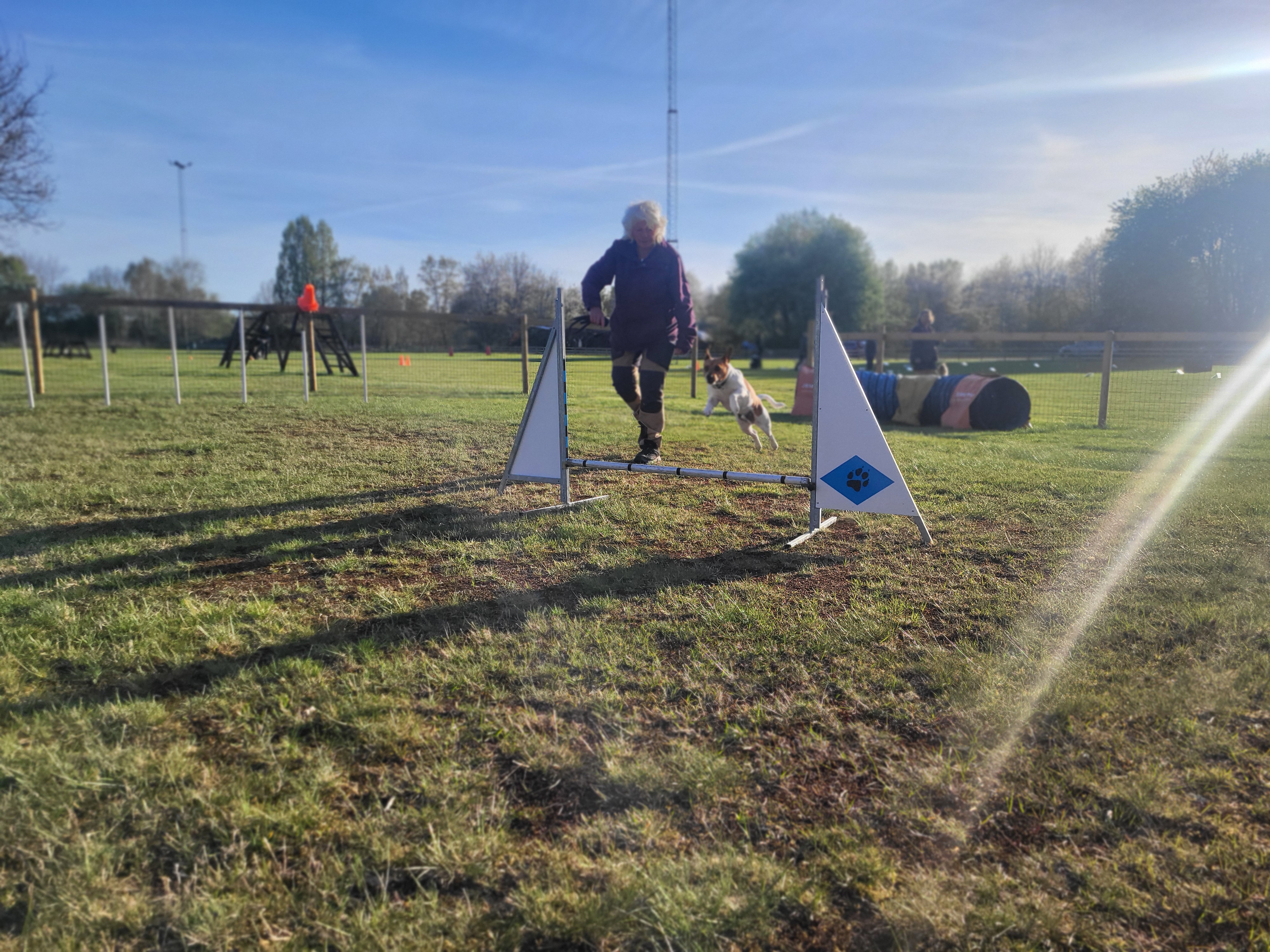 Dansksvensk gårdshund hoppar agility