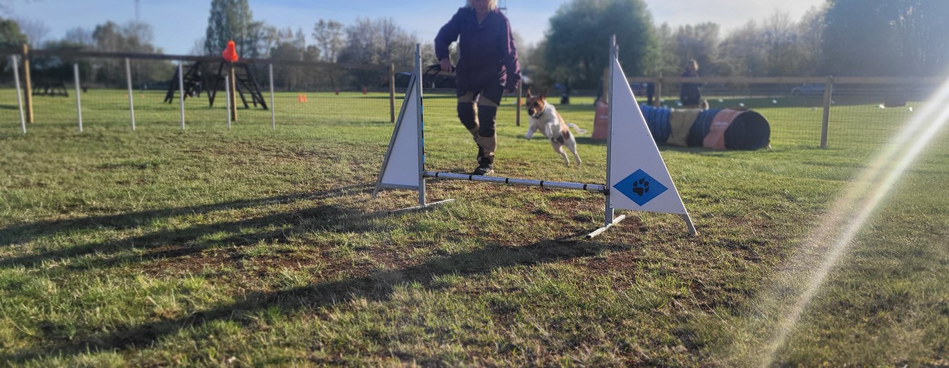 Dansksvensk gårdshund hoppar agility