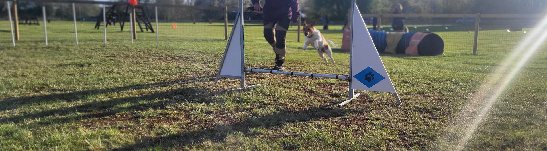Dansksvensk gårdshund hoppar agility