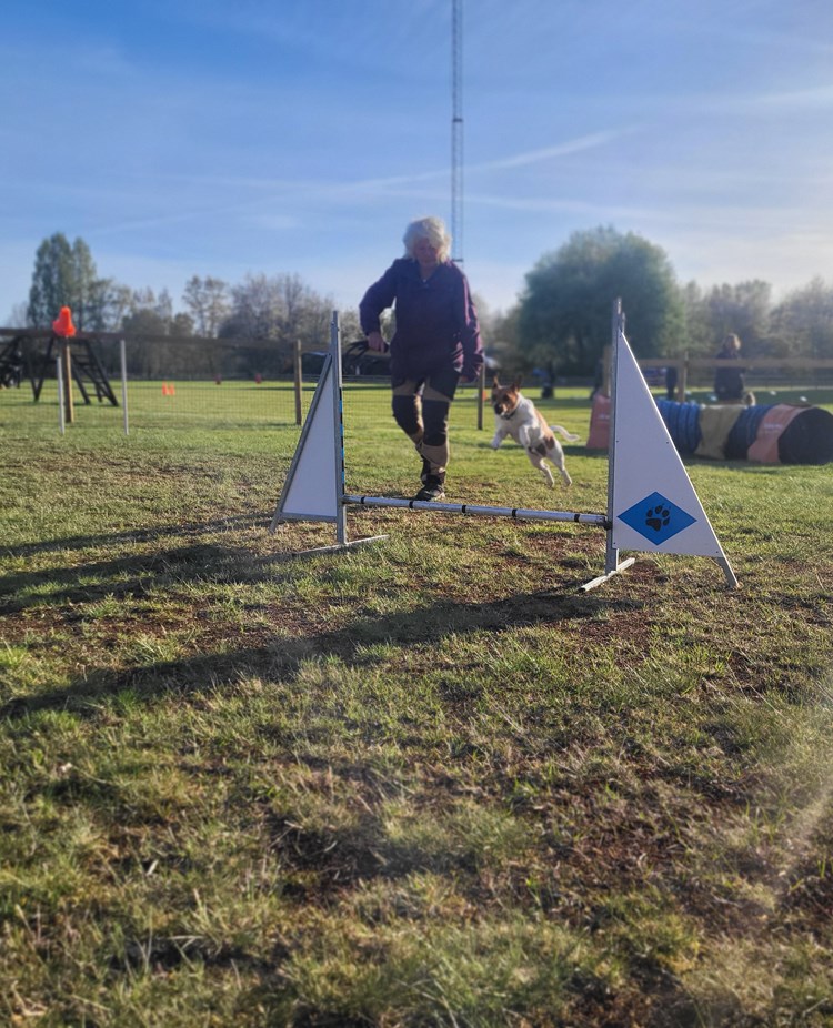 Dansksvensk gårdshund hoppar agility