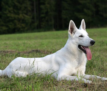Vit herdehund ligger på gräs