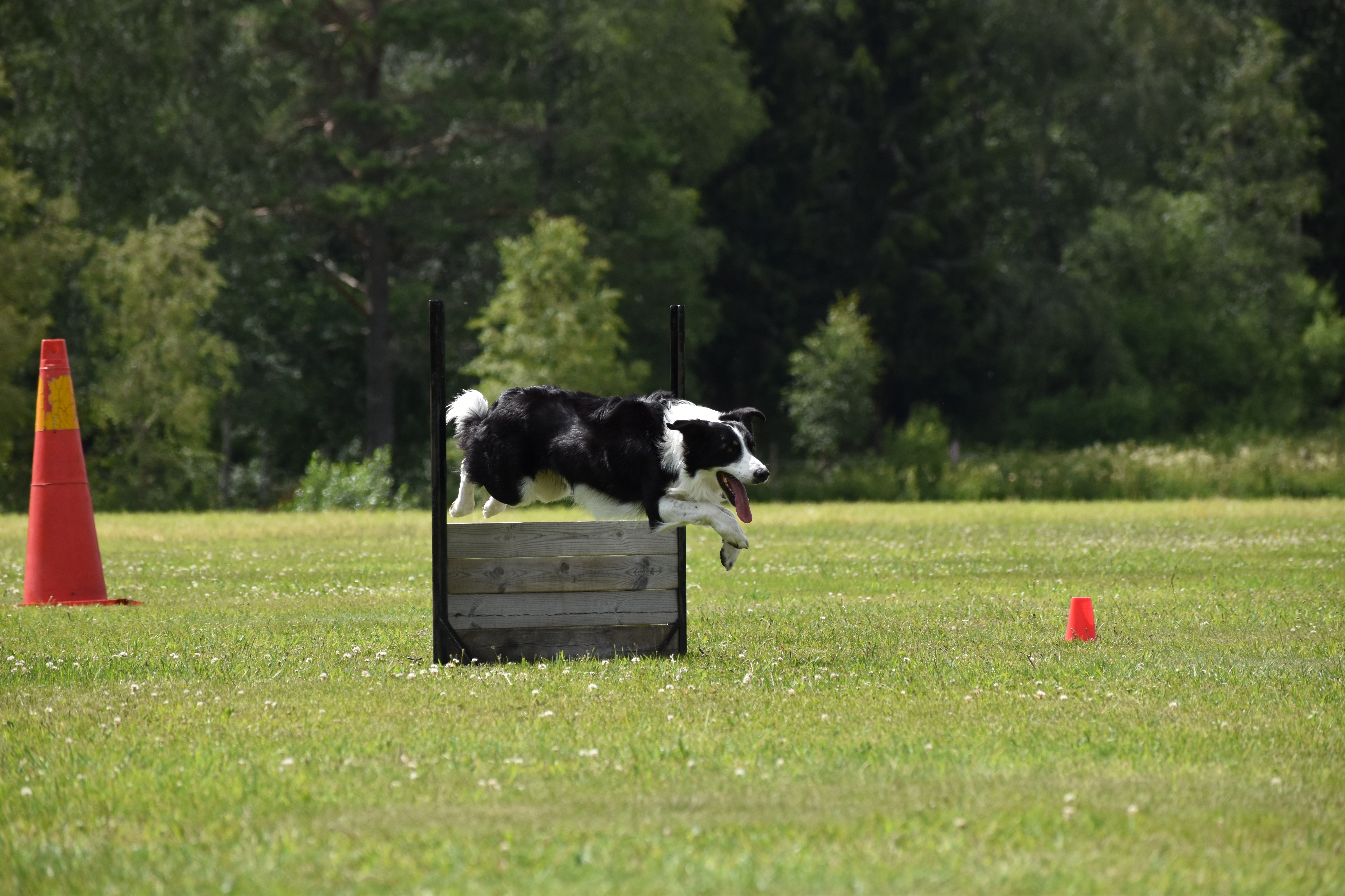Bordercollie hoppar över hinder