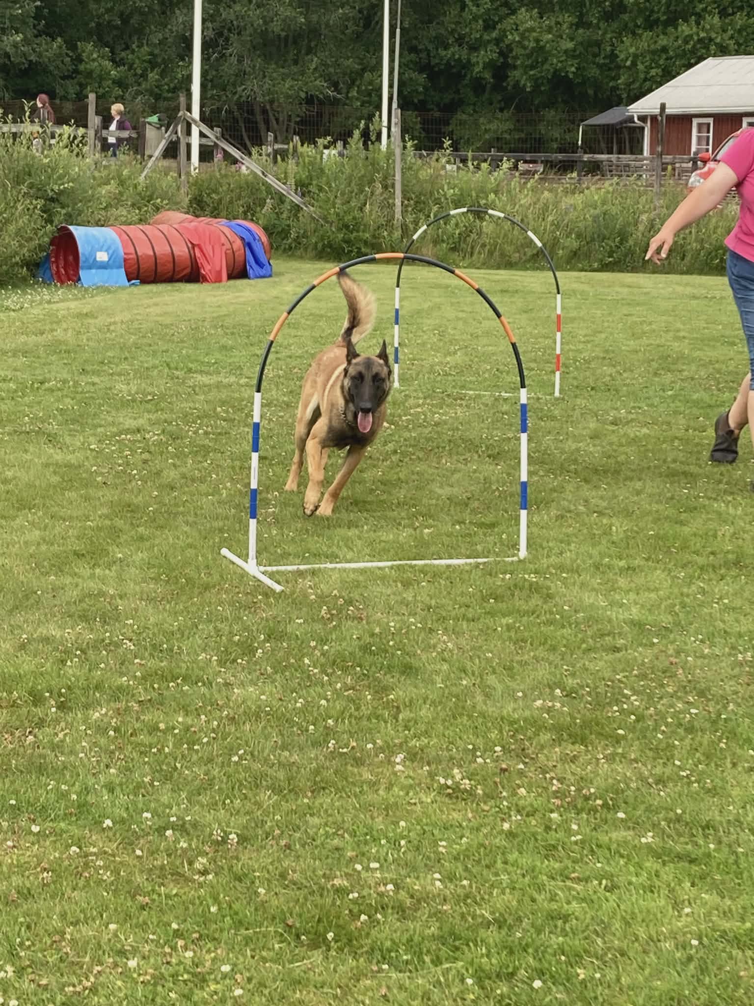 Belgisk vallhund som springer genom en hoopersbåge.