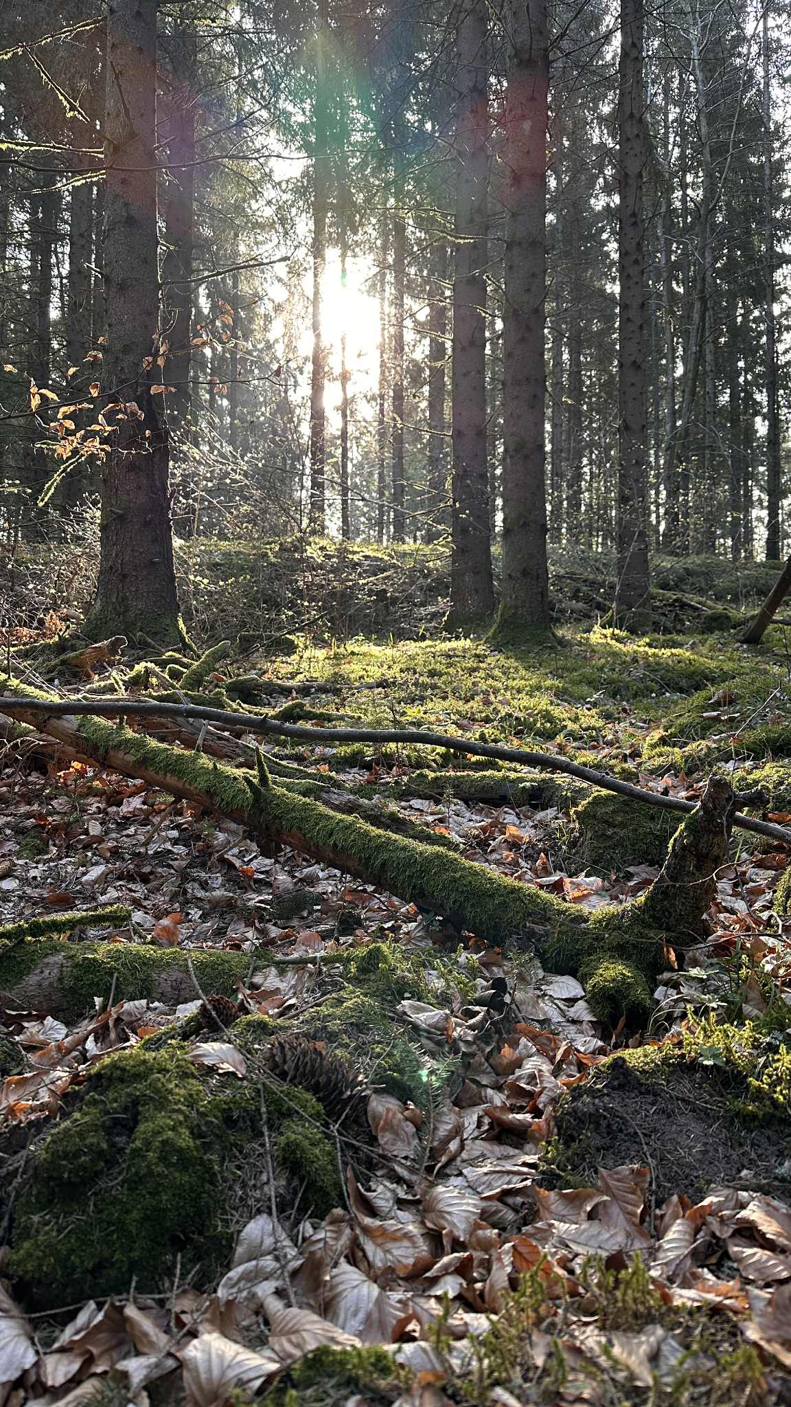 Solen bryter igenom bland gran och tall i skogen