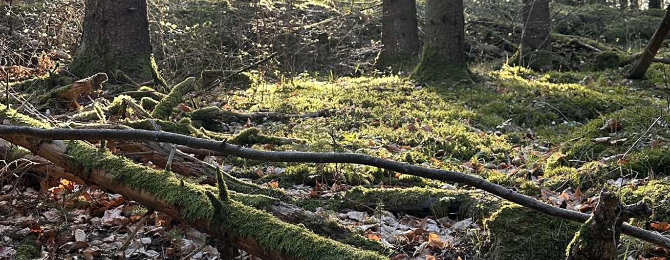 Solen bryter igenom bland gran och tall i skogen