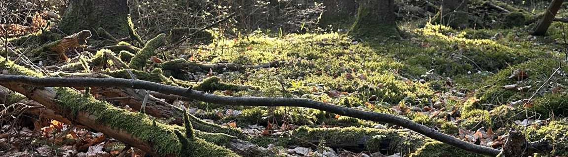 Solen bryter igenom bland gran och tall i skogen