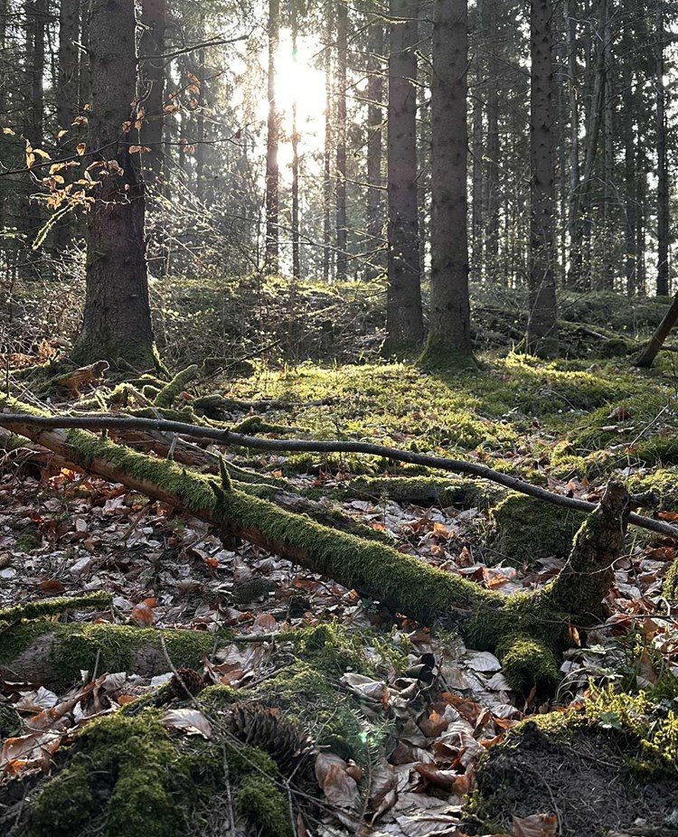 Solen bryter igenom bland gran och tall i skogen