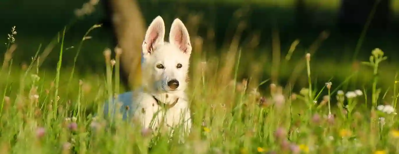 Bild som visar en vit herdehundsvalp med stora öron som sitter i en sommaräng.
