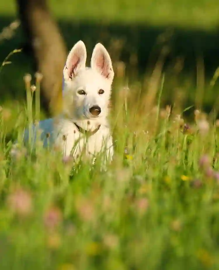Bild som visar en vit herdehundsvalp med stora öron som sitter i en sommaräng.