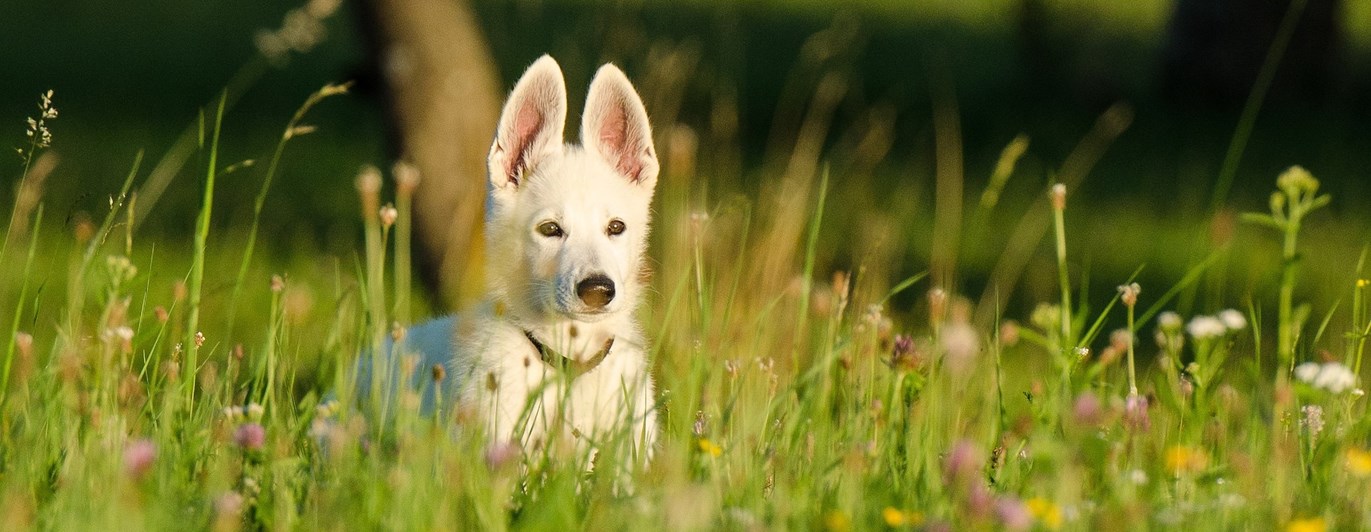 Bild som visar en vit herdehundsvalp med stora öron som sitter i en sommaräng.