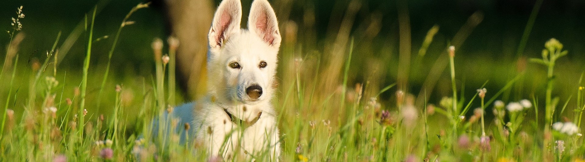 Bild som visar en vit herdehundsvalp med stora öron som sitter i en sommaräng.