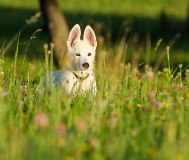 Bild som visar en vit herdehundsvalp med stora öron som sitter i en sommaräng.