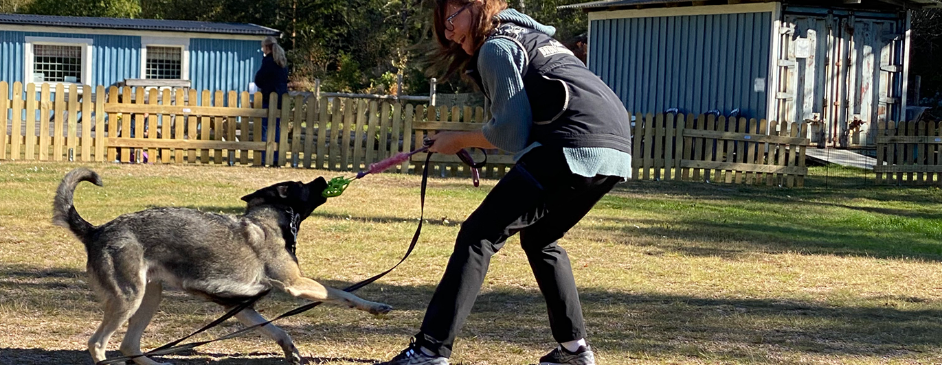 Aja och schäfern Aika kampleker i höstsolen på Orust Brukshundklubbs appellplan