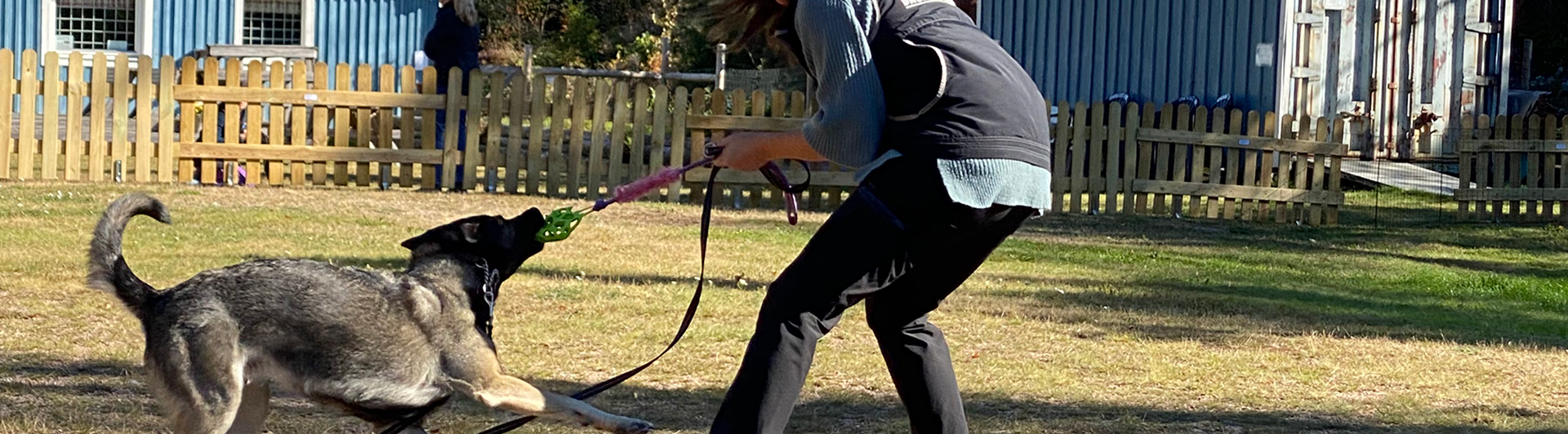 Aja och schäfern Aika kampleker i höstsolen på Orust Brukshundklubbs appellplan