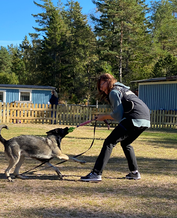 Aja och schäfern Aika kampleker i höstsolen på Orust Brukshundklubbs appellplan