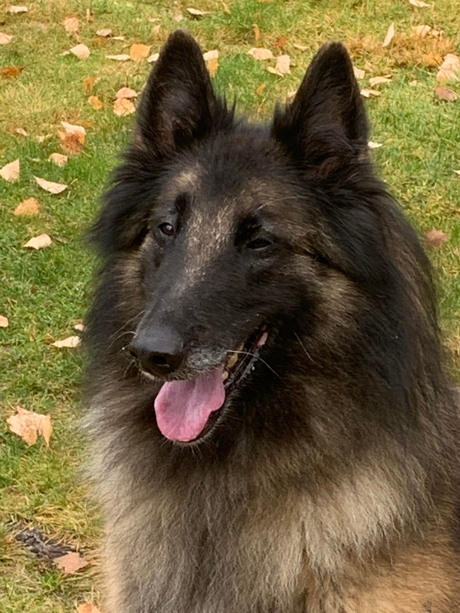 Bild på Maria Janssons hund