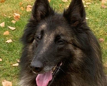 Bild på Maria Janssons hund