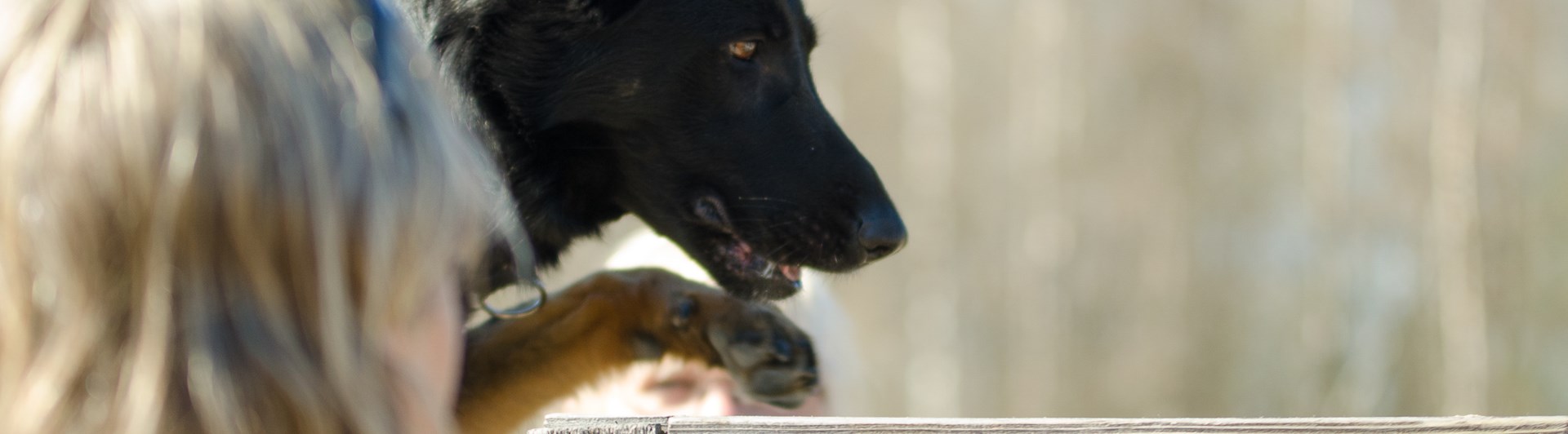 Hund som klättrar på bruks stegen