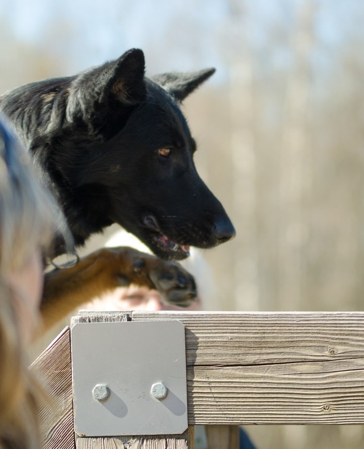 Hund som klättrar på bruks stegen