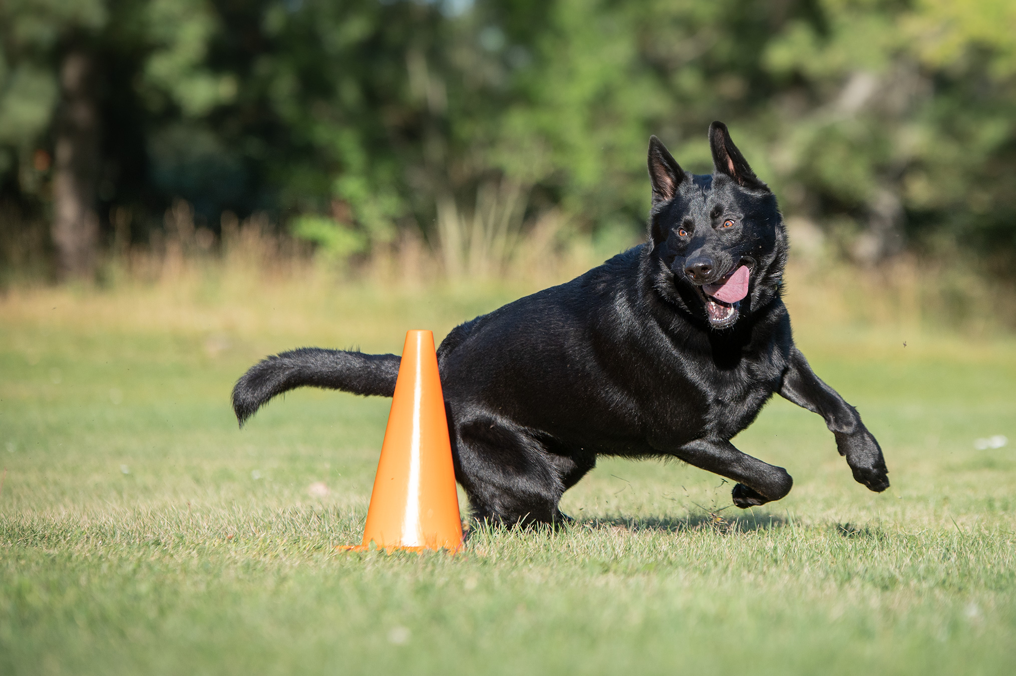 Jidder rundar kon i lydnadsklass